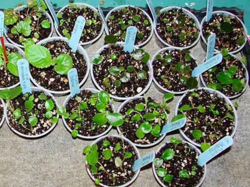 Бегония вечноцветущая что нужно для комнатного выращивания, как выращивать из семян и размножать