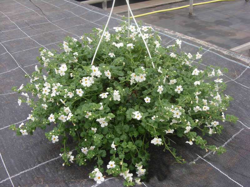 Бакопа - это одно из новых растений для подвесных корзин 