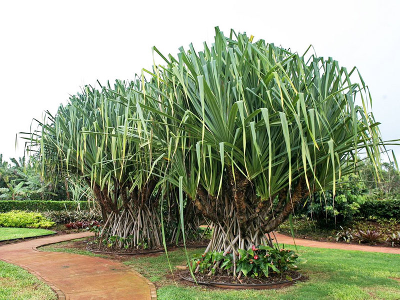 Панданус Вейча - крупное растение, иногда его называют пальмой.