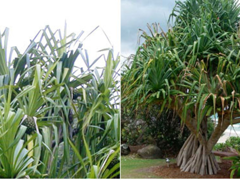 Панданус Сандера - тропическое растение, которое в домах и офисах выращивают как декоративное.