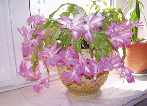 Домашний цветок зигокактус