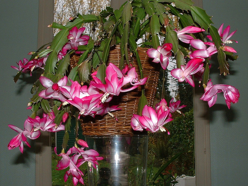 Растение для дома зигокактус