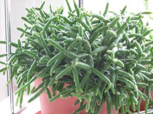 Как правильно формировать кактус рипсолис