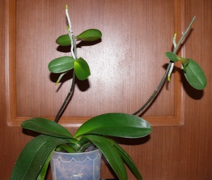 Фаленопсис отцвёл, что делать дальше Уход за орхидеями после цветения
