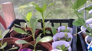 Остеоспермум выращивание из семян и черенков в домашних условиях, фото цветка и особенности ухода