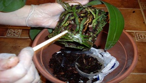 Описание экстренных случаев, когда необходима пересадка орхидеи