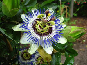 Пассифлора - вьющееся растение, которое в домашних условиях очень активно цветет.
