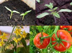 Как протекает вегетация растений в разных условиях