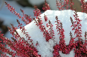 Растения зимой переживают период покоя