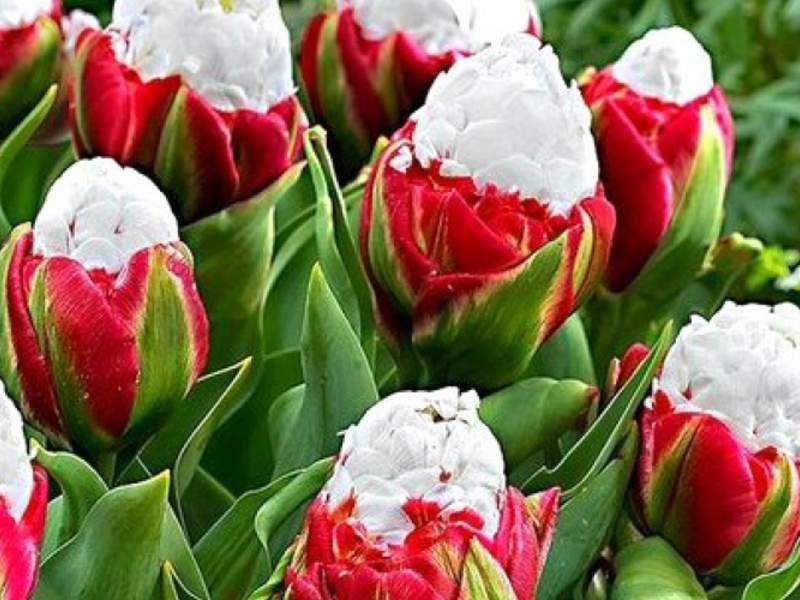 Махровые поздние пионовидные тюльпаны