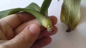 Орхидея растет без корней в емкости с водой