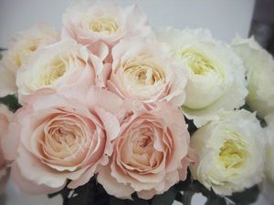 Букет роз пионовидных очень красив.
