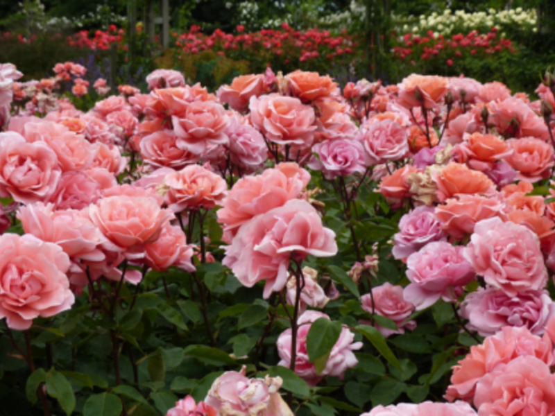 Цветущие пионовидные розы показаны на фото.