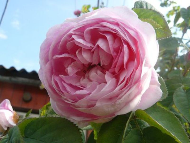 Бутон пионовидной розы - фото крупным планом.