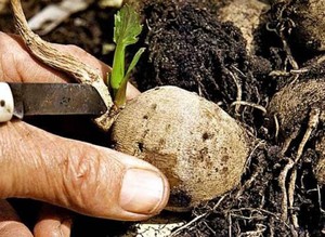 Когда выполнять посадку клубней георгин весной в открытый грунт в горшках, выращивание и хранение