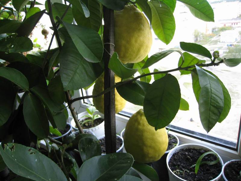 Описание внешнего вида комнатного лимона Пондероза
