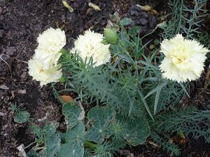 Гвоздика шабо выращивание из семян, особенности посадки и ухода за цветком, фото садовых гвоздик