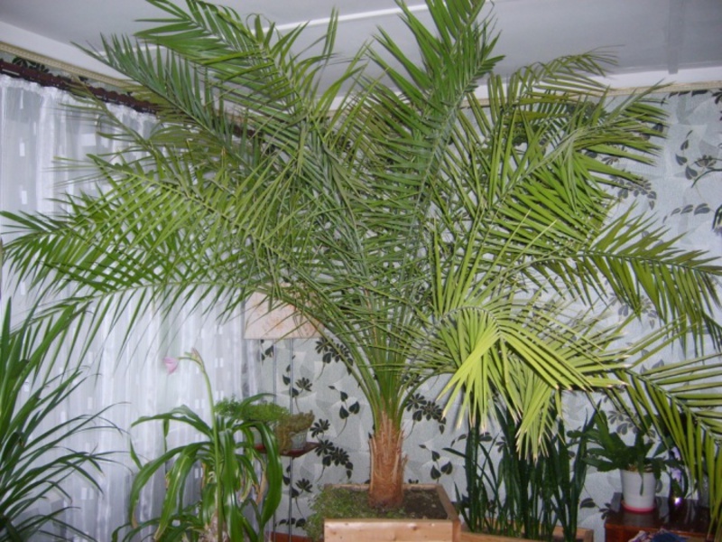 Финиковая пальма может достигать в высоту 1,5- 2 метров.