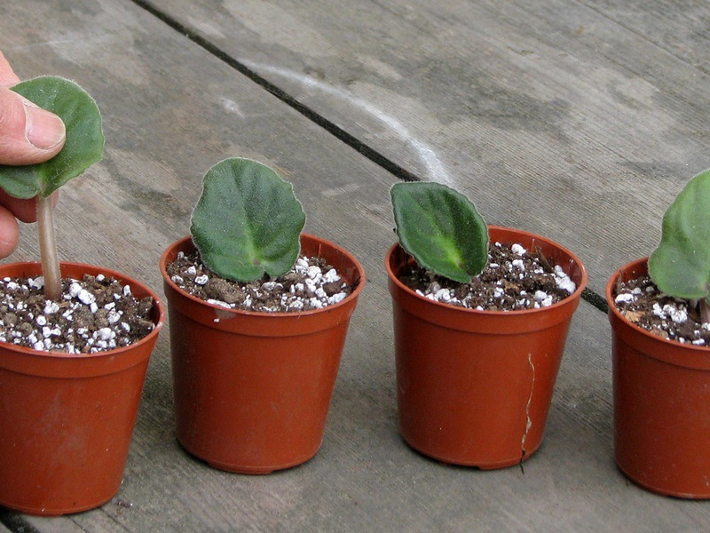 Перлит для растений или вермикулит - как улучшить почву