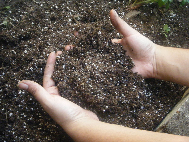 Перлит для растений или вермикулит - как улучшить почву
