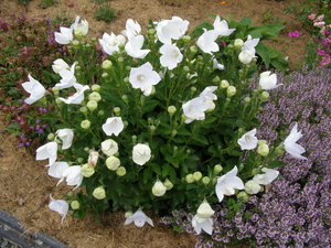 Садовый платикодон описание и популярные сорта с фото, выращивание из семян, особенности посадки и