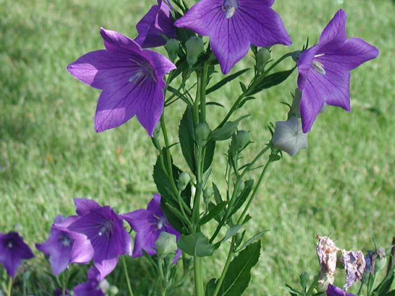 Садовый нежный цветок платикодон