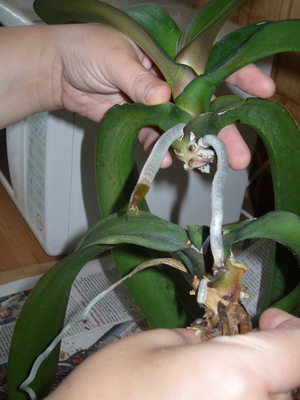 Темпераатурный режи для орхидеи