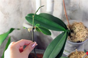 Какие условия создать для орхидеи