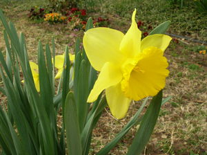 Желтые нарциссы - красивый цветок.