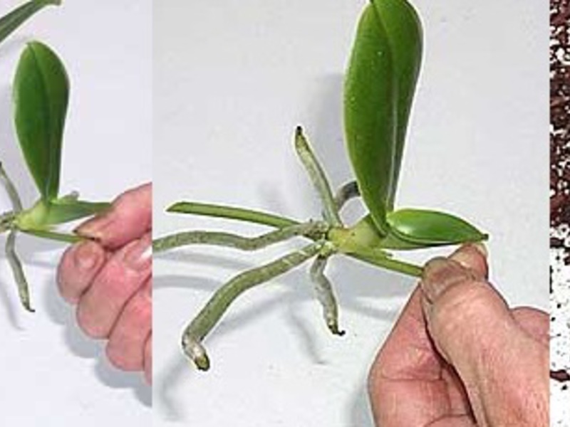 Размножение орхидей.