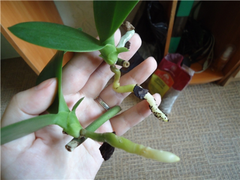 Орхидея - уход в домашних условиях