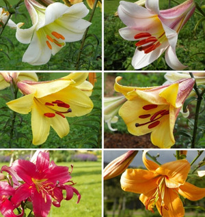 Лилии с названиями сортов описание гибридов трубчатого и азиатского растения