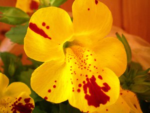 Домашний цветок мимулюс