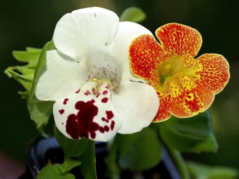 Необычный цветок мимулюс