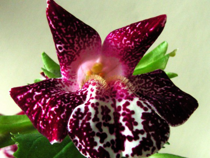 Характеристика цветка мимулюс