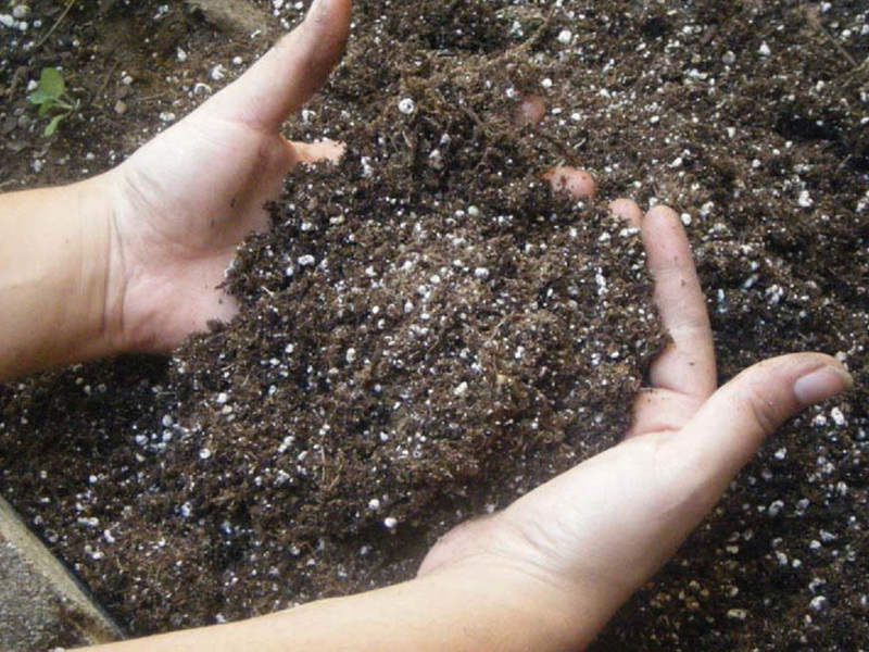 Описание методов подготовки грунта для посадки семян петуний