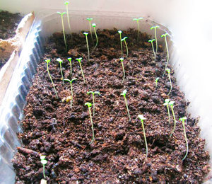 Выращиваем хризантемы из семян в домашних условиях