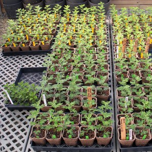 Однолетняя и корейская хризантема выращивание их из семян в домашних условиях, посадка и уход