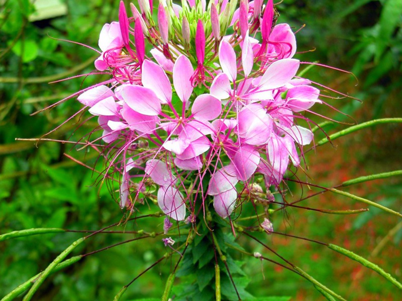 Клеома колючая имеет чаще всего цветы розового оттенка.