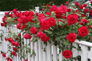 Как выращивать плетистые розы