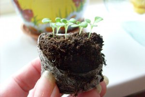 Правила выращивания рассады петунии в торфяных таблетках