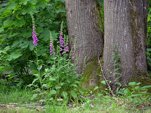 Наперстянка в лесу и в саду - как выглядит растение в природе.