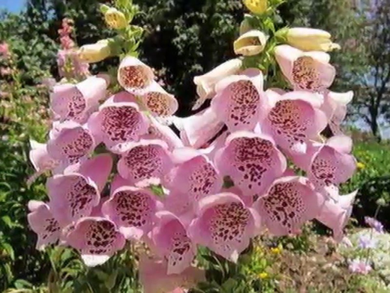 Наперстянка розовая - очень красивые цветы