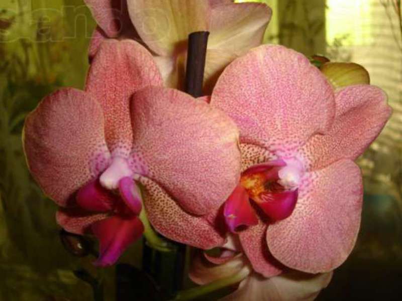 Условия для выращивания орхидей дома