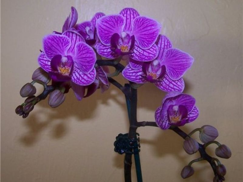 Вредители орхидеи