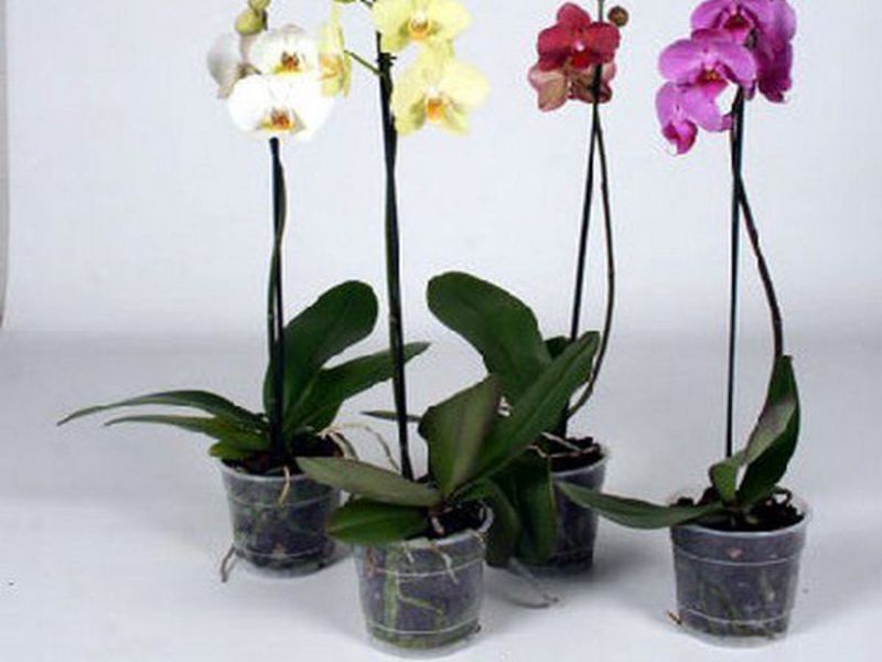 Как долго орхидея цветет