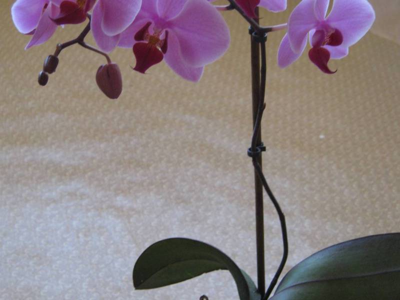 Комнатные орхидеи