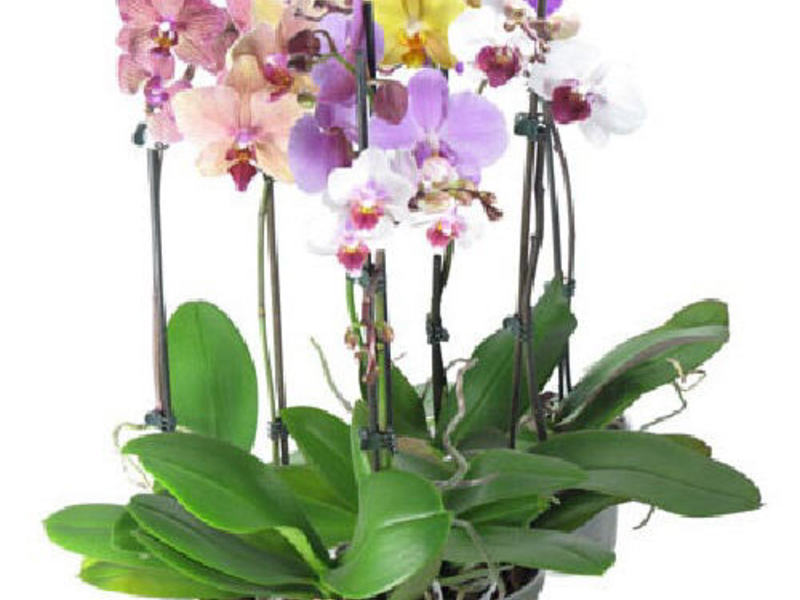 Уход за домашней орхидеей