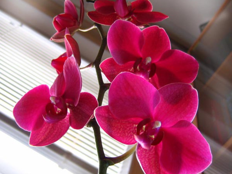 Окрас орхидеи