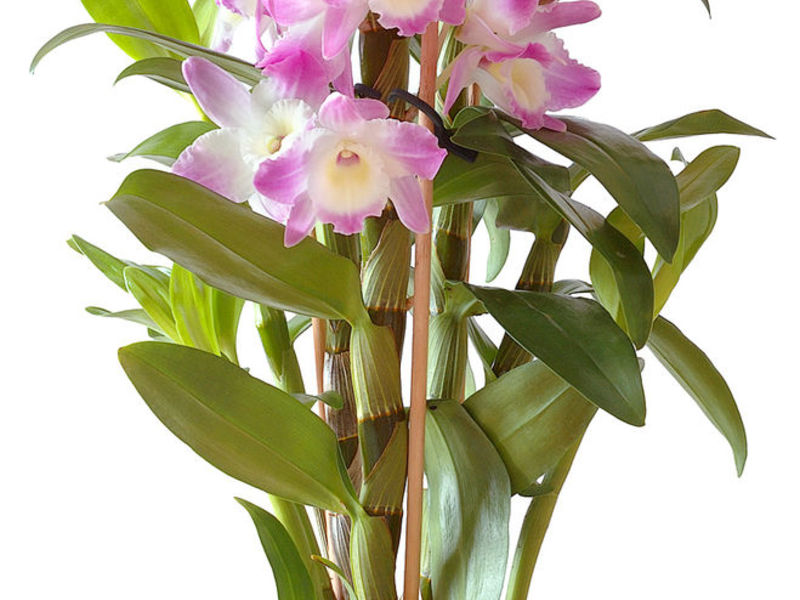 Комнатные орхидеи